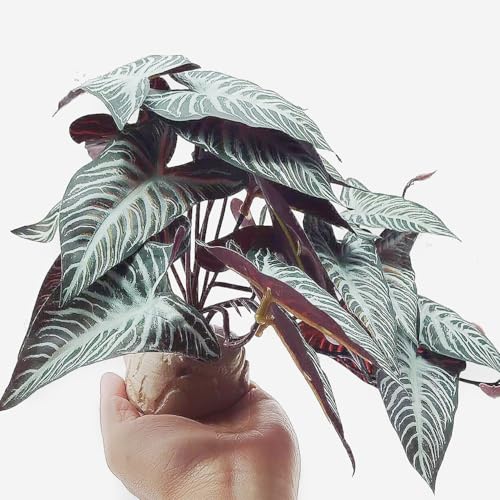 Reptile Plants,Terrarium Decor,Amphibian Habitat Decor,Artificial Plants for Gecko Chameleon Snake Tortoise Tank Accessories with Base(Xanthosoma sagittifolium) - color: Xanthosoma Sagittifolium