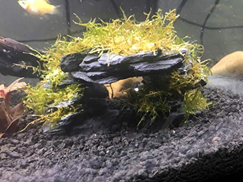 Voulosimi Natural Slate Rocks PH Neutral Stone Perfect Rocks for Aquariums, Landscaping Model,Tank Decoration,Amphibian Enclosures (12 LB, 5-7 inch) - color: 12 LB, size: 5-7 inch