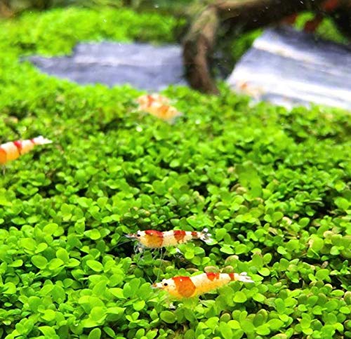 Micranthemum Monte Carlo 3-Bunch Freshwater Live Aquarium Plants Carpet Tank Decoration