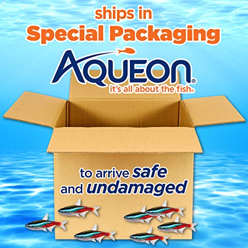 Aqueon LED MiniBow Small Aquarium Fish Tank Kit with SmartClean Technology, Black, 2.5 Gallon - color: Black, size: 2.5 Gallon