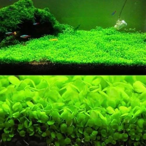 3 Pack Freshwater Aquarium Decor, Easy Growing Dwarf Carpet for Fish Tank/Terrarium, Natural Aquatic Plant Growth Material (Small Leaf) - color: Small Leaf