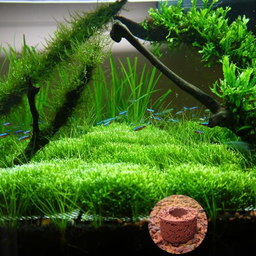 6 Pcs Aquatic Water Plant Fixed Rings, Aquarium Landscape Ceramic Pottery Plant Pot Gravity Ring for Fish Tank Accessories (Medium Sized) - size: Medium