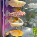 Oncpcare Betta Fish Resting Spot Shell Bed 4-Pack — Natural Habitat Style Hideout for Breeding, Spawning & Resting Betta Fish - color: color random 4pcs