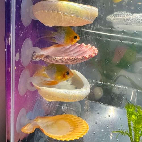 Oncpcare Betta Fish Resting Spot Shell Bed 4-Pack — Natural Habitat Style Hideout for Breeding, Spawning & Resting Betta Fish - color: color random 4pcs