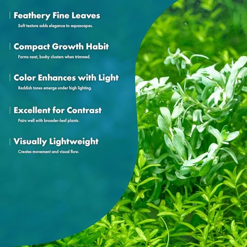 SubstrateSource Live Plants – Water Hedge (Didiplis Diandra) – High Light, Green with Red Tips, Midground to Background Accent – Lead Bunch, 1 Pack - color: Didiplis Diandra, size: Lead Bunch - 1 Pack