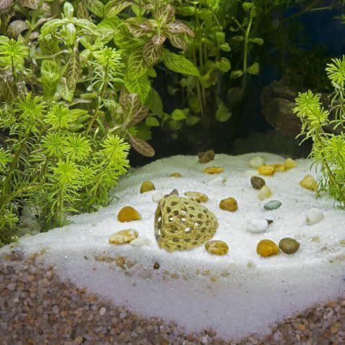 Garneck Shrimp Dome Hide: Shrimp Hides for Aquarium - Betta Fish Hideout with Suction Cup - Fish Tank Habitat Ornament Accessories - Aquarium Hiding Decor Golden - color: Golden