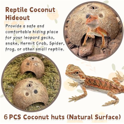 Natural Coconut Reptile Hideouts Lizard, Coco Hut Hermit Crab Hut Aquarium Fish Hide Cave for Small Reptile Crested Gecko Leopard Gecko Spider Snail Climber Toys (6 PCS Natural Surface)