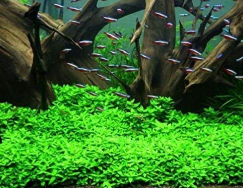 Staurogyne Repens Carpet Foreground Live Aquarium Plants Vitro TC Cup for Freshwater Fish Tank Decorations
