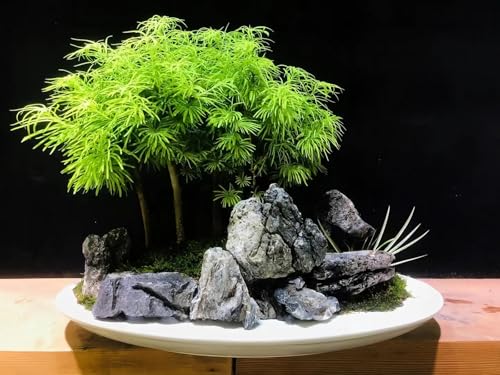 HAELFMRI Seiryu Rocks 11lb Dragon Stone for Aquarium, Natural Rocks for Fish Tank Landscaping, Decorative Hardscape Stones for Freshwater Prawn, Reptile Terrariums and Amphibian Enclosures (3-7 Inch)