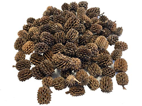 Alder & Casuarina Cones Betta Shrimp Tank Promotes Natural Habitat, Breeding, Tannin Producing Improves Immunity, Easy to Use, by Awesome Aquatic (50 Pack Casuarina) - size: 50 Pack Casuarina