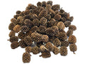 Alder & Casuarina Cones Betta Shrimp Tank Promotes Natural Habitat, Breeding, Tannin Producing Improves Immunity, Easy to Use, by Awesome Aquatic (50 Pack Casuarina) - size: 50 Pack Casuarina