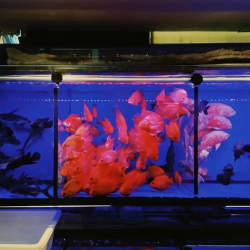 uxcell 4Pcs Aquarium Fish Tank Divider, 12x6 Inch Plastic Egg Crate Light Diffuser Grid Filter Bottom Partition Separator with Sucker Clips and Suction Cups for Aquarium, Clear