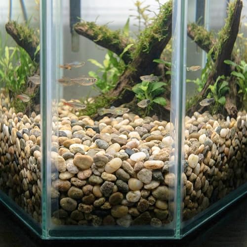River Rocks Decorative Ornamental Vase Filler 0.5" - 0.75" Natural Aquarium Gravel 2 lbs - Landscaping Pebbles for Indoor Plants, Succulents,Terrarium & Home Decor, DIY & Crafting – Royal Imports - size: Small - 2 lbs, style: Natural