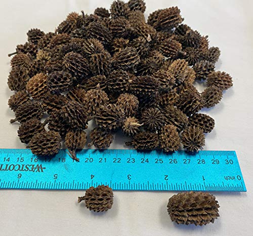 Alder & Casuarina Cones Betta Shrimp Tank Promotes Natural Habitat, Breeding, Tannin Producing Improves Immunity, Easy to Use, by Awesome Aquatic (25 Pack Casuarina) - size: 25 Pack Casuarina