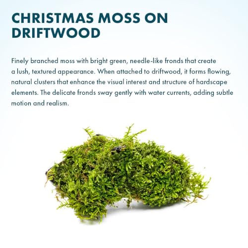 Live Planted Decor - Christmas Moss (Vesicularia montagnei) on Driftwood - Low Light, Green Accent Freshwater Aquatic Plant, Foreground Aquarium Placement for Aquascaping - 1 Pack - color: Christmas Moss on Driftwood, size: Driftwood - M