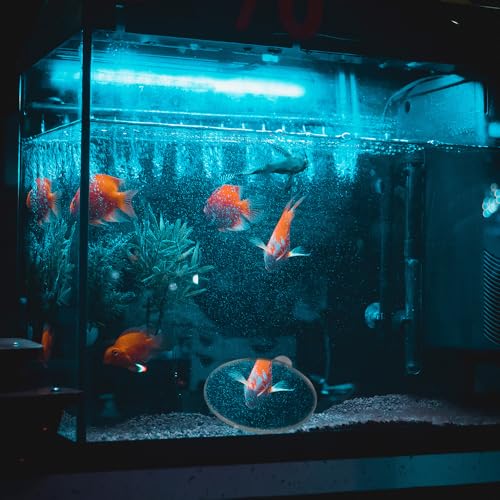 4 Pcs Fish Tank Decorative Mirror Betta Training Mirror Fish for Tank Fish Work Out 4/6/8/10cm Special for Betta Fitness Mirror, with Suction Cups Aquarium Mirror Acrylic Decorative Mirror