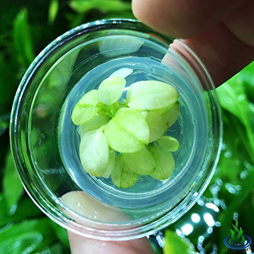 Anubias Nana Marble White Pinto Nano Mini Tissue Culture Freshwater Live Aquarium Plants Decoration