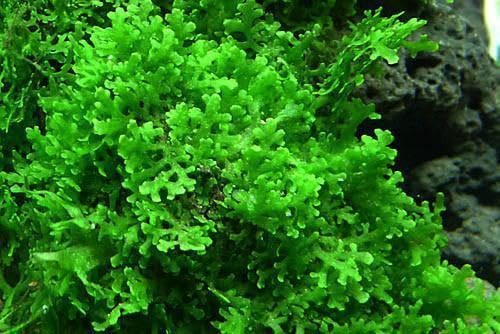 SubstrateSource Live Aquarium Plants on Driftwood, Lava Rock, Moss, Fiber Mat - Freshwater Fish Tanks - Easy, Beginner Friendly (Mini Pellia on Stainless Steel Mesh, (1 Pack)) - color: Mini Pellia - Stainless Steel, size: 1 Pack