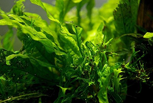Microsorum Pteropus Windelov Java Fern Lace Potted Freshwater Live Aquarium Plants Decoration Fish Tank by greenpro