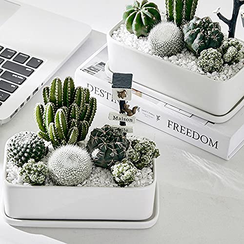 3lb White Cactus Pea Gravel Rocks,1/4 Inch Pebbles for Indoor Plants, Natural Succulent Rock and River Rocks Decorative for Aquariums, Vases, Outdoor Gardening, Top Dressing for Potted Plants - color: White Onyx, size: 3LB