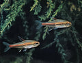 Swimming Creatures™ 10 Glowlight (Glo-Lite) Tetra (Hemigrammus erythrozonus) – Tropical Freshwater Aquarium Fish Live