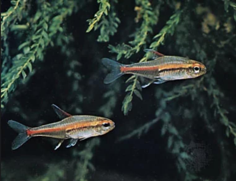 Swimming Creatures™ 10 Glowlight (Glo-Lite) Tetra (Hemigrammus erythrozonus) – Tropical Freshwater Aquarium Fish Live