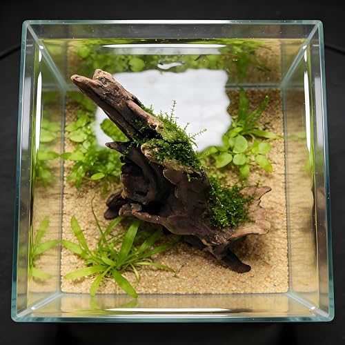 Natural Driftwood Tree Decoration for Aquarium, Fish Tank Plant Stump Ornament, Random Style(5-10cm)