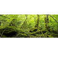 36x14 inches Durable Polyester Deep Rainforest Terrarium Background Tropical Aquarium Background Green Huge Trees Peaceful Forest Moss Plants Reptile Habitat Photography Backdrop - size: 36x14in-P
