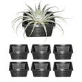 6 Pack Square Aquatic Plant Planter Basket - 7 Inch (18cm) Mesh Pond Plant Pots, Plastic Slotted Design for Water Garden, Aquaponics & Hydroponics Outdoor Use