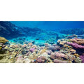 AWERT Aquarium Background Coral Reef Tropical Fish Undersea Fish Tank Background 24x12 inches Polyester Background - size: 24 x 12 in