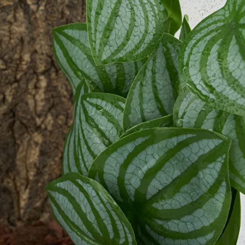 Reptile Plants for Terrarium, Amphibian Habitat Decor Artificial Hanging Plants with Suction Cup - Fake Calathea Orbifolia