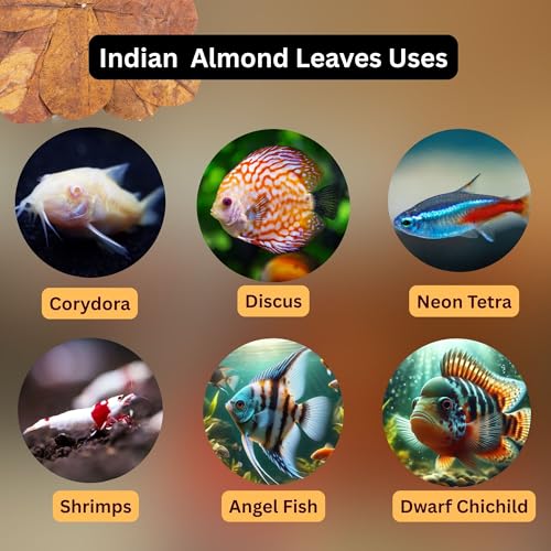 80 Pcs Dried Catappa Indian Almond Ketapang Leaves, Betta Fin Rot Treatment, 4” Betta Fish Tank Accessories, Leaf Litter for Goldfish, Guppy,Frogs,Tetras - Supports Breeding