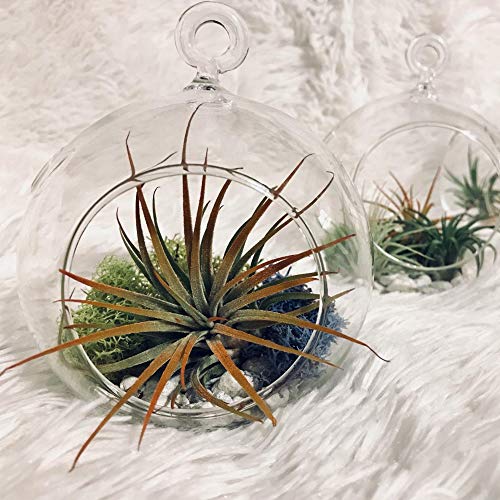 WGV Hanging Terrarium Globe, Width 6", Height 6.5", DIY Air Succulent Planter, Clear Glass Vase Orb with Flat Bottom, Candle Holder for Windowsill Outdoor Garden Decor, 6 Pieces Bulk - size: 6" Flat Bottom