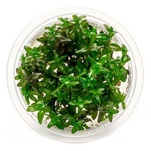 SubstrateSource Live Plant - Bacopa Caroliniana Red Tissue Culture Aquatic Live Aquarium Plant - 100% Snail Free in Vitro Cup (Bacopa Caroliniana Red) - color: Bacopa Caroliniana Red