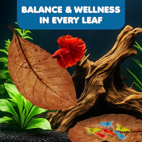 SunGrow Catappa Indian Almond Leaves, 7-8 Inches,10 Catappa Leaves for Betta Fish, Aquarium Water Conditioner, Tank Decoration, Freshwater Tank Accessories, Betta Fish Care, Aquatic Leaf Litter
