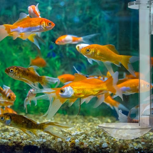 Aquarium Fish Feeder Tube with Acrylic Container, 15cm Wall-Mounted Shrimp Feeding Kit with Floating Ring and Cleaning Brush for Tank and Betta Supplies