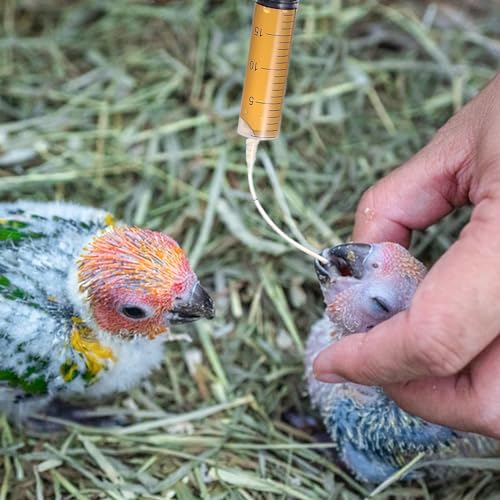 Baby Bird Feeding Syringe Set, Pet Parrot Milk Feeding Syringe with Tubes, Parrot Feeding Tubes Measuring Tools for Feeding Pets Scientific Industrial Labs… (20ml) - color: 20ml