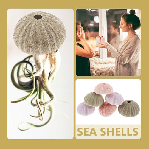 POPETPOP 6Pcs Natural Sea Urchin Shell Air Plant Holders 2.16In Miniature Flower Pots Aquarium Landscape Tabletop Decor Versatile Indoor Outdoor Planters