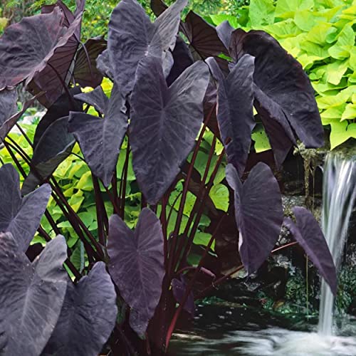 ‘Black Magic’ Taro, a Great Live Pond Plant for Your Water Garden. Filters The koi and Goldfish Pond. Good for Bogs, Plant Shelf or Shallow Water This marginal Aquatic is a Real Beauty - color: Black Magic Taro