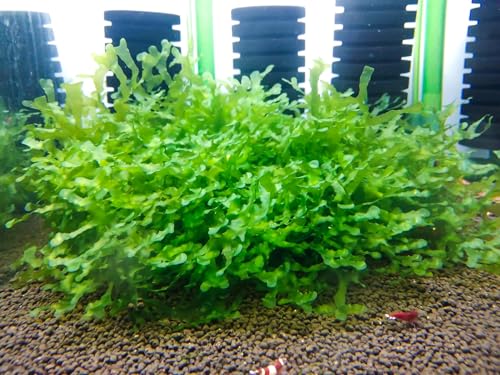 Generic Enchanting Aquatic Moss Collection: Create a Lush Underwater Landscape with Easy-Care Moss Varieties - Perfect for Aquarium Décor and Aquascaping (Subwassertang Moss - Golfball Size) - style: Subwassertang Moss - Golfball Size