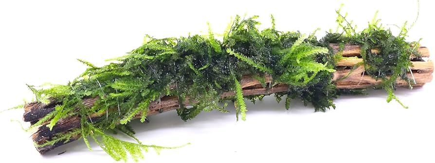 Aquarium Moss On Driftwood - Live Aquarium Plant - Freshwater - Low Light - size: Extra Small 2-4 Inches