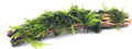 Aquarium Moss On Driftwood - Live Aquarium Plant - Freshwater - Low Light - size: Extra Small 2-4 Inches