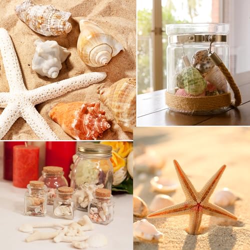 Fangoo 1.5 LB Mixed Sea Shells, 130+ PCS Beach Seashells Starfish Oyster Shells Various Sizes Ocean Seashells for Fish Tank Vase Fillers Beach Theme Party Wedding Decor DIY Crafts Home Decorations - color: Colorful-1
