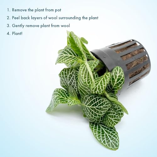 SubstrateSource Live Jungle Plants - Nerve Plant (Fittonia albivenis) - Low to Medium Light, Green with White Veins, Indoor Pot or Terrarium, Decorative Creeping Foliage - Pot - color: Fittonia Albivenis, size: Pot