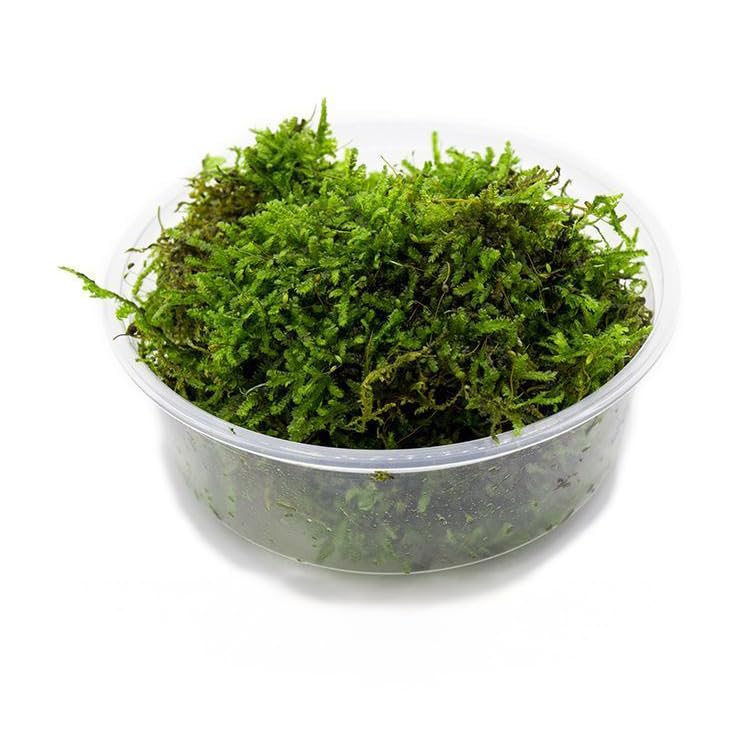 SubstrateSource Christmas Moss Live Aquarium Plant - Freshwater Fish Tank Decorations for Natural Aquatic Décor (Large Cup) - color: Christmas - Large Cup, size: 1 Pack