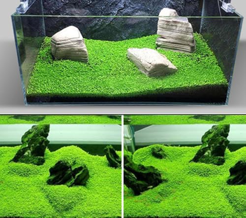5 Bags Aquarium Plant S.e.e.ds, not Artificial Plastic Plant, Fish Tank Live Grass for All Substrate yjl133sz