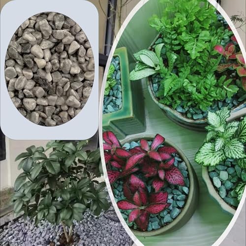 Natural Polished Pebbles, Decorative Garden Rocks, 1LB Cactus and Succulent Plants Pebbles, Grey River Rocks for Potted Plants, Vases, Aquariums, Terrarium and Outdoor Gardening(0.24-0.35 inch) - color: 1LB Grey