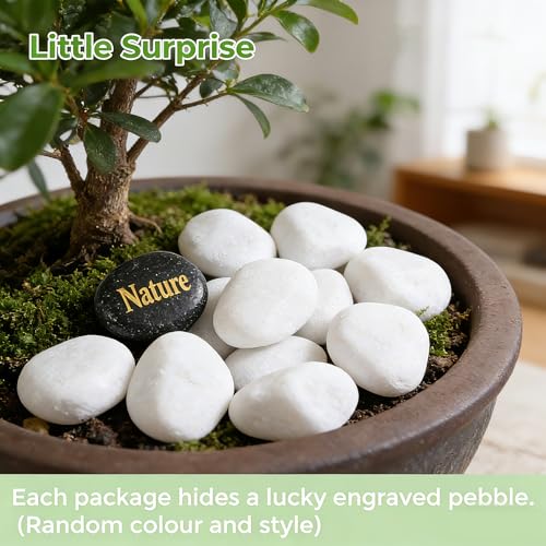 SIDONG 20 lbs White River Rocks, 1.2-2 Inches Matte Pebbles for Indoor Plants, Aquarium Rocks Used in Fish Tank, Decorative Stones for Plants, Vases, Home Décor, Crafting, Garden Landscaping - color: White, size: 20 lbs,1.2-2inch