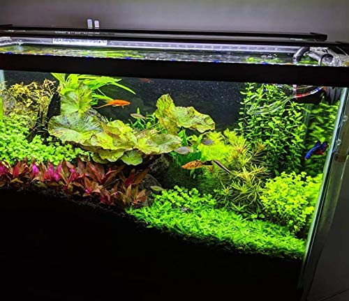 Bacopa Monnieri 3-Bunch Freshwater Live Aquarium Plants Background Fish Tank