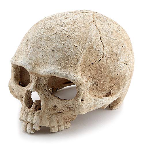 Aquarium Resin Skull, for Aquarium Decoration Reptile House Cave Family Daily Decoration